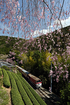 写真：平成26年度静岡県内の桜部門入選2