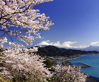 写真：平成26年度富士山と桜部門入選2