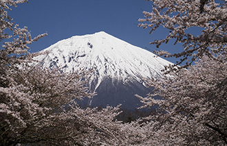 写真：平成22年度富士山と桜部門入選1