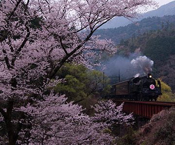 写真：平成22年度静岡県内の桜部門準特選2