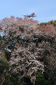 写真：平成22年度静岡県内の桜部門入選3