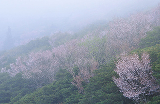 写真：平成22年度静岡県内の桜部門入選5