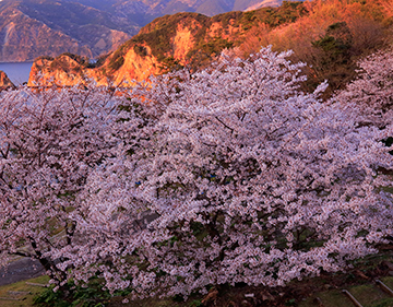 写真：平成27年度静岡県内の桜部門特選