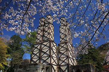 写真：平成27年度静岡県内の桜部門準特選1