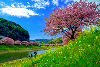 写真：平成27年度静岡県内の桜部門入選4