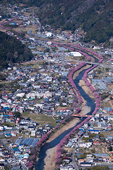 写真：平成27年度静岡県内の桜部門入選5