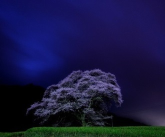 写真：平成28年度県内の桜部門入選4