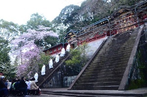 写真：平成29年静岡県内の桜部門特選