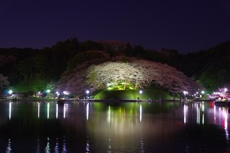 写真：平成29年度静岡県内の桜部門入選4