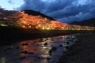 写真：平成29年度静岡県内の桜部門入選5