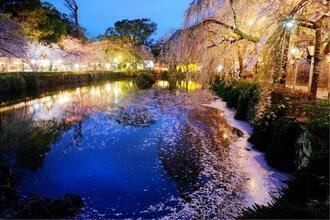 写真：平成30年度静岡県内の桜部門入選2