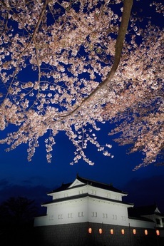 写真：平成30年度静岡県内の桜部門入選3