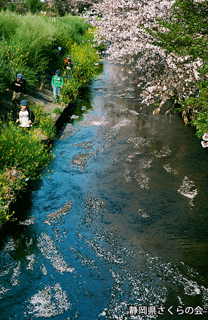 写真：静岡県さくらの会さくらの会写真コンクール平成21年度静岡県内の桜部門入選「川辺の春」