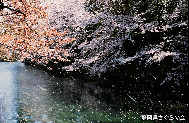 写真：静岡県さくらの会さくらの会写真コンクール平成21年度静岡県内の桜部門入選「落花舞ふ」