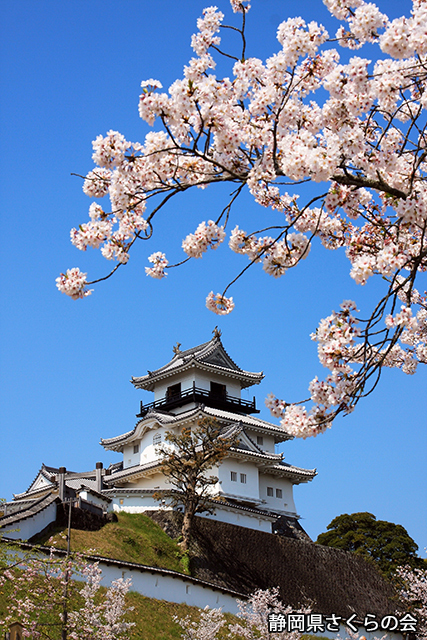 写真：静岡県さくらの会さくらの会写真コンクール平成21年度静岡県内の桜部門入選「城と桜」