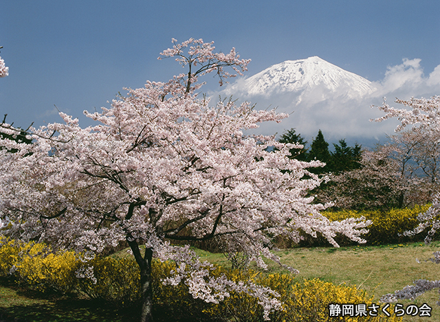 写真：静岡県さくらの会さくらの会写真コンクール平成20年度富士山と桜景観部門準特選「桜と富士」