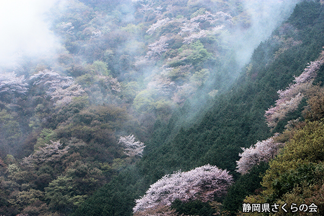 写真：静岡県さくらの会さくらの会写真コンクール平成20年度静岡県内の桜部門入選「尾根の彩り」