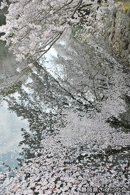 写真：静岡県さくらの会さくらの会写真コンクール平成23年度静岡県内の桜部門入選「輪廻桜生」