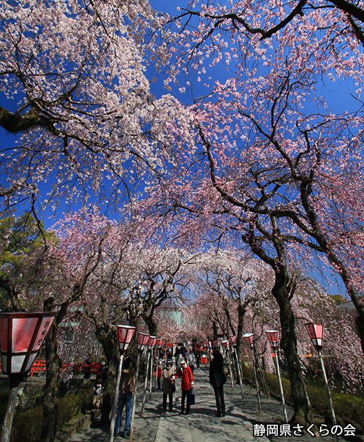 写真：静岡県さくらの会さくらの会写真コンクール平成23年度静岡県内の桜部門入選「さくらの参道」