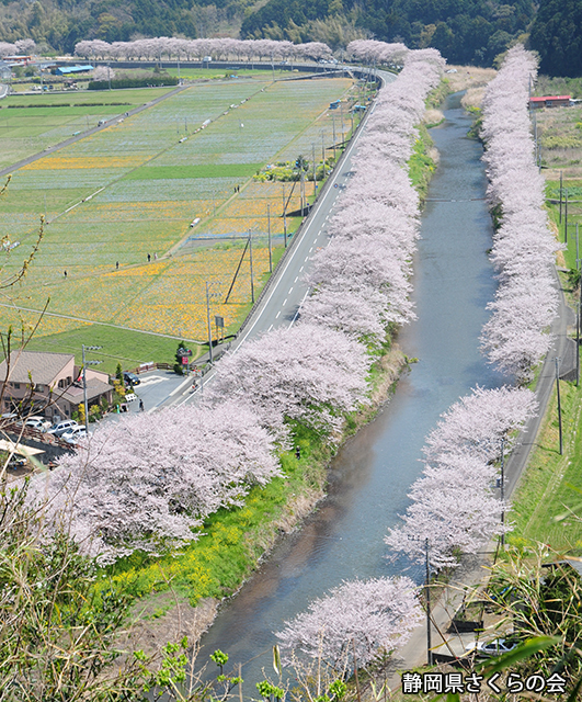 写真：静岡県さくらの会さくらの会写真コンクール平成23年度静岡県内の桜部門入選「春麗ら」