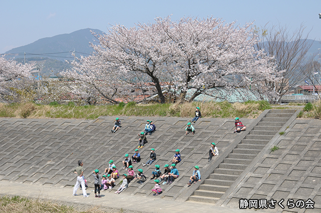 写真：静岡県さくらの会さくらの会写真コンクール平成24年度静岡県内の桜部門入選「昼の一時」竹内英幸