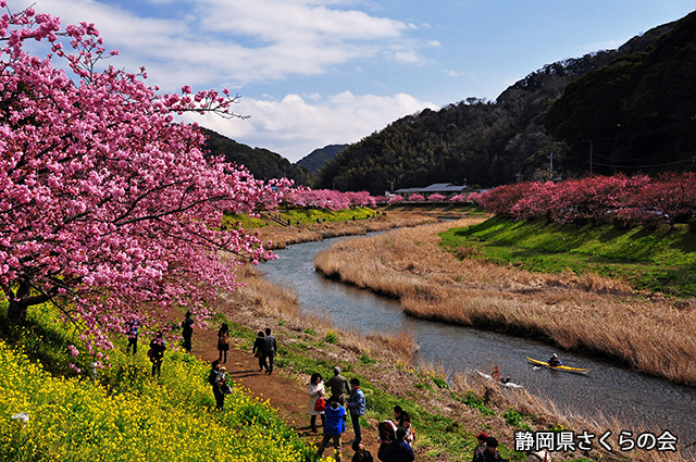 写真：静岡県さくらの会さくらの会写真コンクール平成24年度静岡県内の早咲き桜部門準特選「早春の賑い」