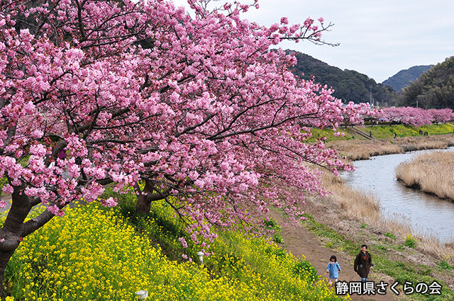 写真：静岡県さくらの会さくらの会写真コンクール平成24年度静岡県内の早咲き桜部門入選「早春の輝き」