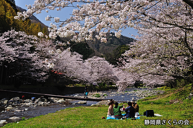 写真：静岡県さくらの会さくらの会写真コンクール平成24年度静岡県内の桜部門準特選「春爛漫」