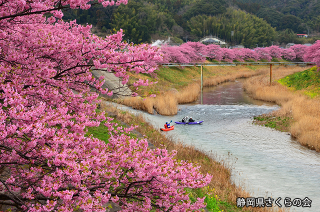 写真：静岡県さくらの会さくらの会写真コンクール平成24年度静岡県内の早咲き桜部門入選「カヌーでお花見」