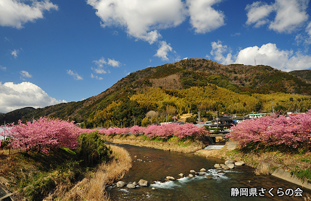 写真：静岡県さくらの会さくらの会写真コンクール平成24年度静岡県内の早咲き桜部門準特選「川辺の春」