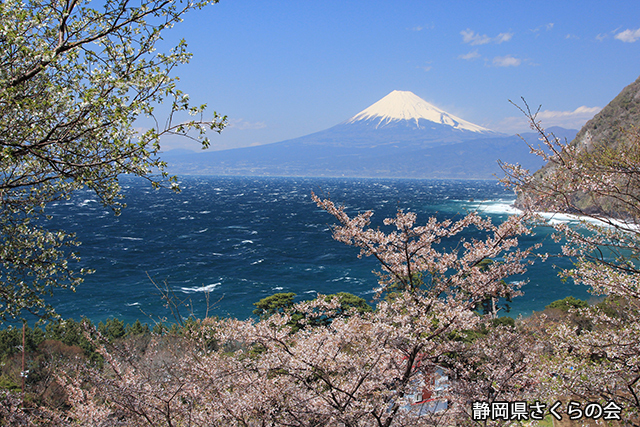 写真：静岡県さくらの会さくらの会写真コンクール平成24年度富士山と桜部門入選「井田の春」