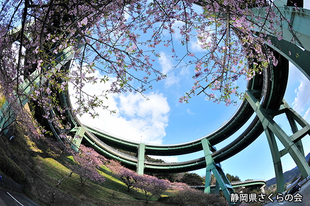 写真：静岡県さくらの会さくらの会写真コンクール平成24年度静岡県内の早咲き桜部門入選「ループ橋に咲く」