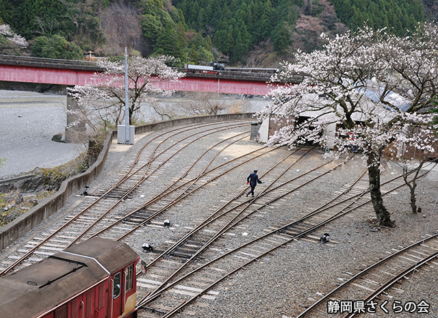 写真：静岡県さくらの会さくらの会写真コンクール平成25年度静岡県内の桜部門準特選「操車場の春」