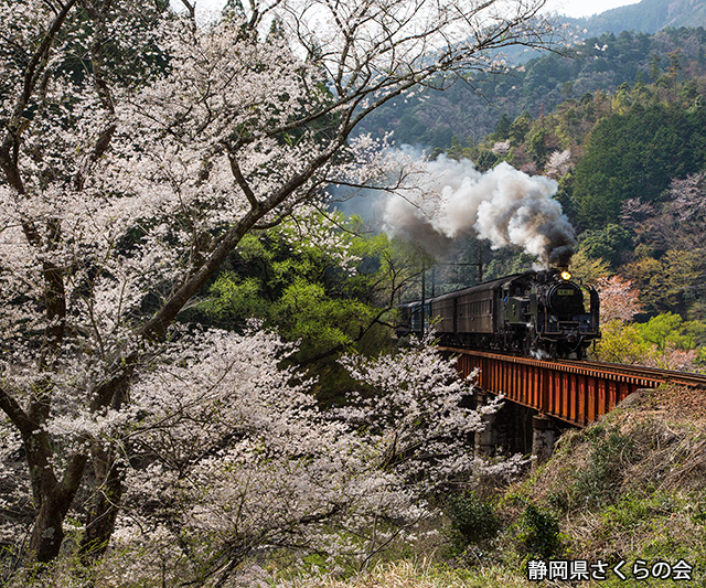 写真：静岡県さくらの会さくらの会写真コンクール平成25年度静岡県内の桜部門入選「追憶の春」