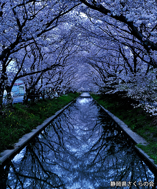 写真：静岡県さくらの会さくらの会写真コンクール平成25年度静岡県内の桜部門平成25年度入選「櫻渠」