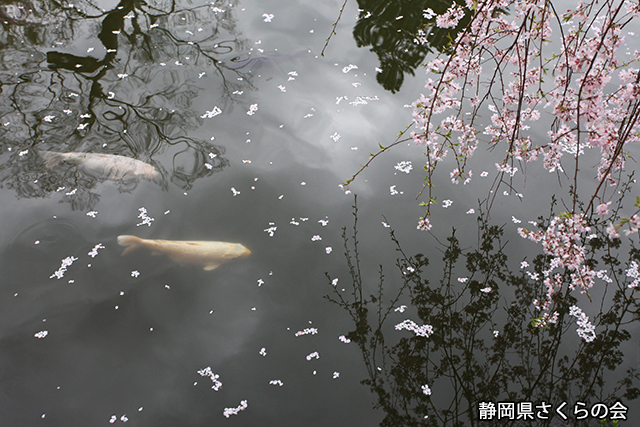 写真：静岡県さくらの会さくらの会写真コンクール平成25年度静岡県内の桜部門特選「桜を見に行こう！」