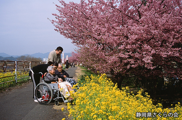 写真：静岡県さくらの会さくらの会写真コンクール平成22年度静岡県内の桜部門入選「朝の散歩タイム」