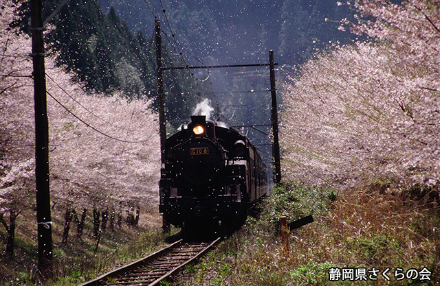 写真：静岡県さくらの会さくらの会写真コンクール平成22年度静岡県内の桜部門入選