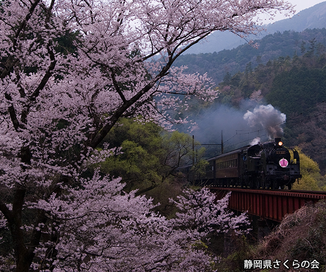 写真：静岡県さくらの会さくらの会写真コンクール平成22年度静岡県内の桜部門準特選「桜とSL」