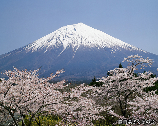 写真：静岡県さくらの会さくらの会写真コンクール平成22年度富士山と桜景観部門入選「春景」西村清