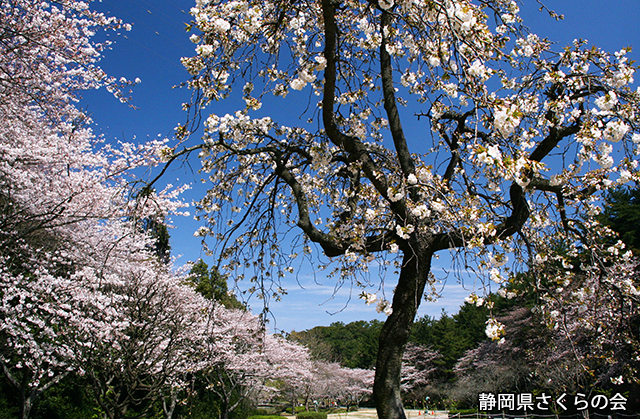 写真：静岡県さくらの会さくらの会写真コンクール平成22年度静岡県内の桜部門入選「春日」