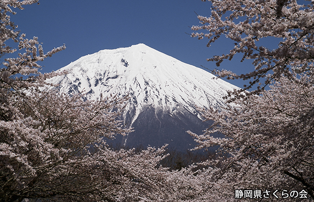 写真：静岡県さくらの会さくらの会写真コンクール平成22年度富士山と桜景観部門入選「桜花爛漫」