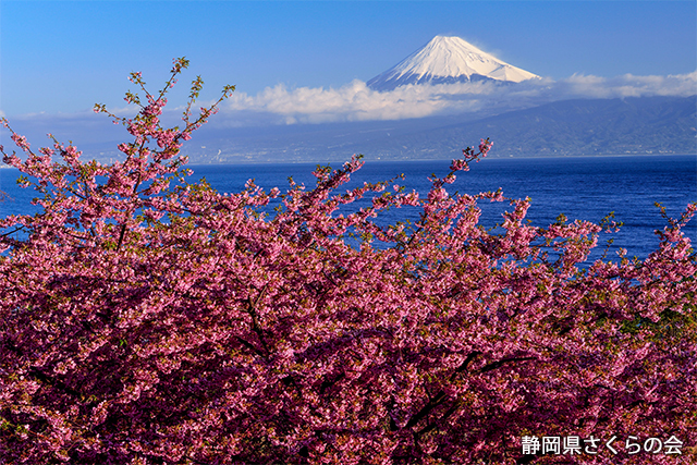 写真：静岡県さくらの会さくらの会写真コンクール平成27年度富士山と桜部門特選「桜の彩り」筒井章