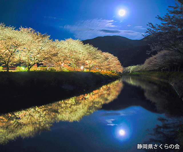 写真：静岡県さくらの会さくらの会写真コンクール平成27年静岡県内の桜部門準特選「月夜桜」