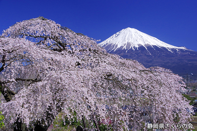 写真：静岡県さくらの会さくらの会写真コンクール平成27年度富士山と桜部門準特選「桜花爛漫」