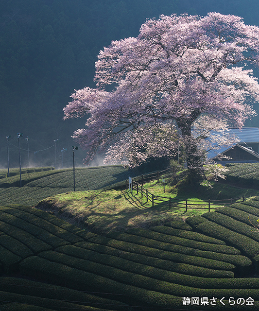 写真：静岡県さくらの会さくらの会写真コンクール平成27年度静岡県内の桜部門入選「茶の里に咲く」