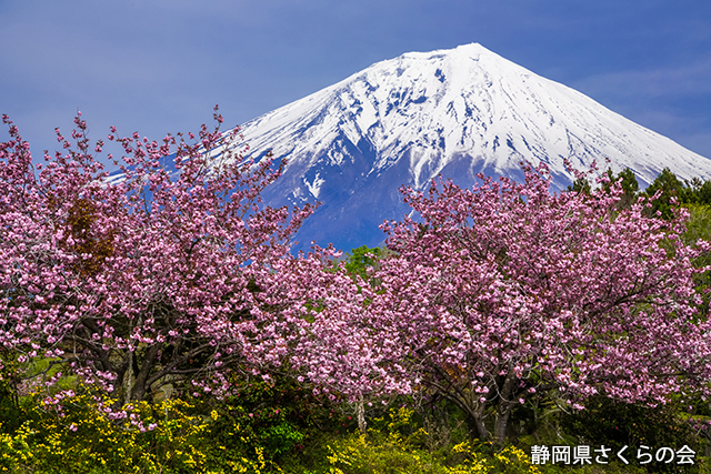 写真：静岡県さくらの会さくらの会写真コンクール平成27年度富士山と桜部門準特選「桜花春彩」