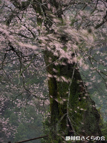 写真：春風