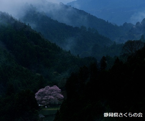 写真：花時雨