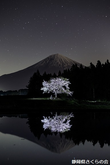 写真：星空に咲く